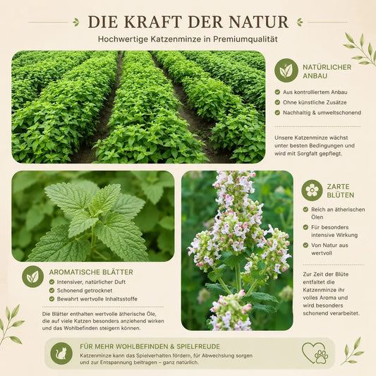 Katzenminze Hochdosiert Kaufen – 100 % Natürlich & Langanhaltend CagillyPaw e.U.